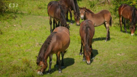 Nedej se! - Místo blanických rytířů přišli velcí kopytníci