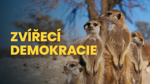 Zvířecí demokracie