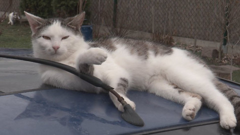 Chcete mě? - Chcete je?