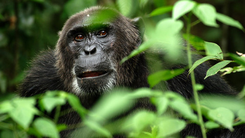 Planeta Země - 8/11 Džungle