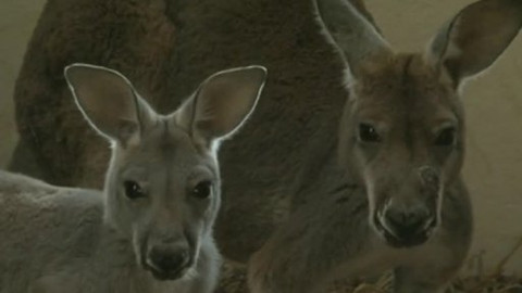 Toulavá kamera - 26. května 2013