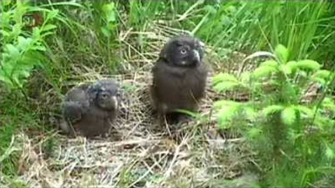 Živé srdce Evropy - Sýc rousný