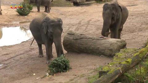 Zprávičky - 6. ledna 2023