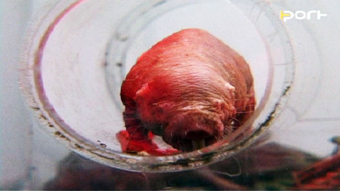 PORT - 14. května 2008