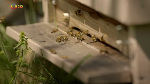 Zvířecí profesionálové - Včela, která léčí