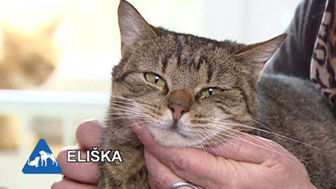 Chcete mě? - Chcete je?