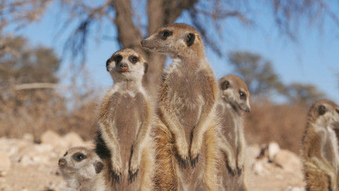Zvířecí demokracie - 2/2 Vláda lidu