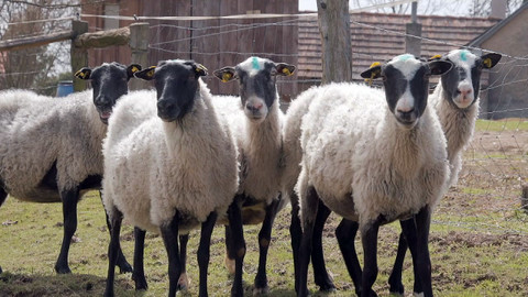 Co naše babičky uměly a na co my jsme zapomněli - Ovce