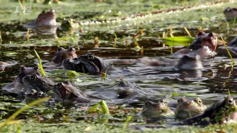 Minuty z Krkonoš - Ve vodě a na suchu