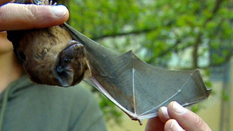 Chcete mě? - 17. dubna 2009