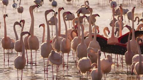 Středomoří – soužití člověka a přírody - 4/5 Koloběh života