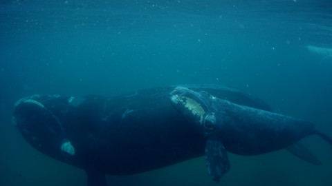 Dokonalí mořští predátoři - 4/4 Inteligence kytovců