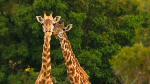 Královny savany - krásné a nezkrotné - 5/6 Moji drazí sousedé