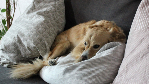 Kočka není pes - Úzkostná Doui a divoký Garfield