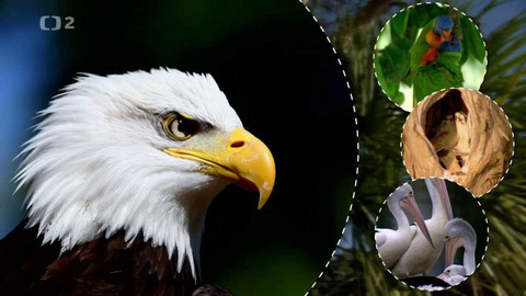 Svět zvířat - 12/20 Ptáci