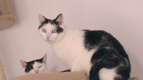 Chcete mě? - Chcete je?