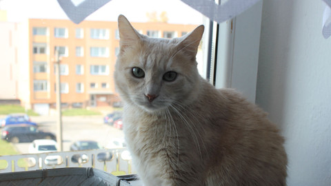 Kočka není pes - Osamělý Sam a dominantní Kája