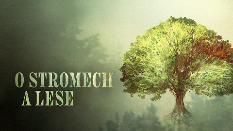O stromech a lese