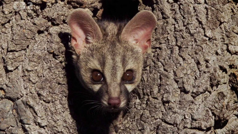 Evropa dnes - Ženetky tečkované - nenápadné noční šelmy