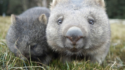 Obdivuhodný svět přírody - Vombat obecný