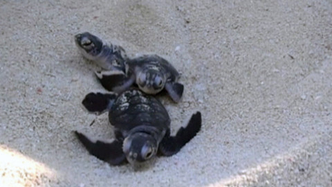 Chcete mě? - 18. ledna 2015