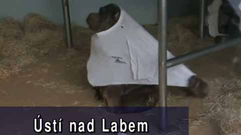 Archiv dne - 2. leden 1997: Vytrvalé mrazy