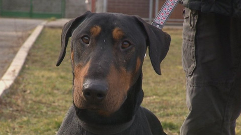 Chcete mě? - Chcete je?