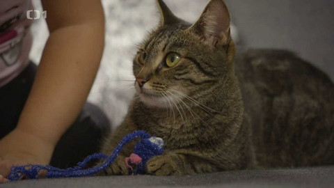 Kočka není pes - Nečistotná Míca a nezvladatelní Waff s Trenckem