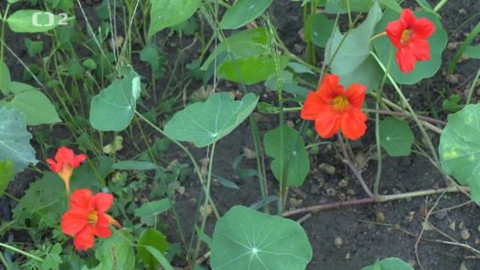 Nedej se! - Nové zahradničení ve městě