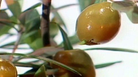 Pod pokličkou - Ten, kdo zdravě žije, olej z oliv pije