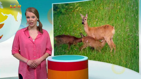 Zprávičky - 17. května 2017