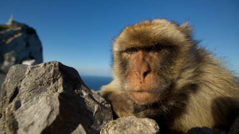 My, chytří primáti - 2/3 Důležitost rodiny