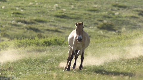 Obdivuhodný svět přírody - Koně Przewalského