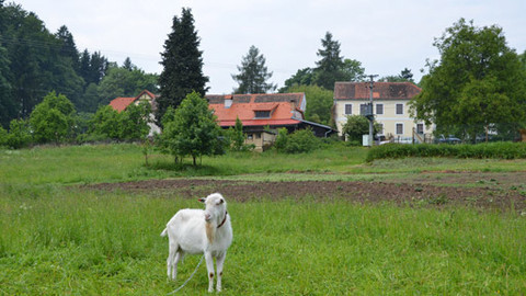 Malá farma - Divoká karta