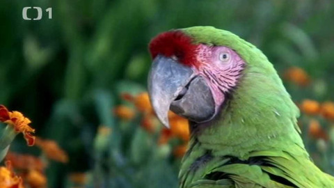 Objektiv - 18. listopadu 2012