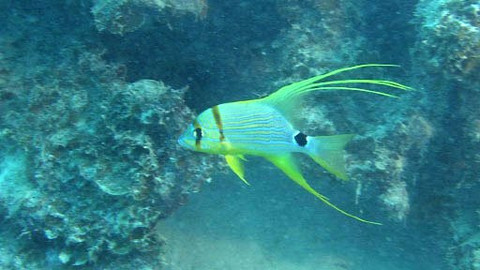 Obdivuhodný svět přírody - Chňapal dlouhoploutvý