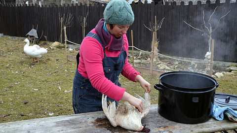Malá farma - Kachní konfit