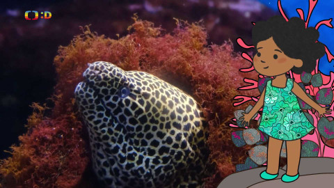 Velká kniha o zvířátkách - Epizoda 39/52