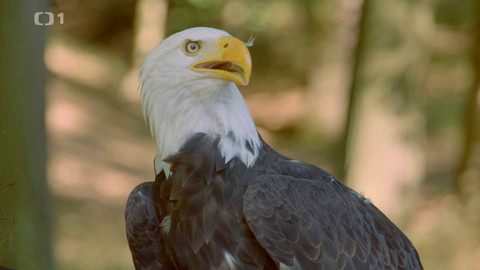 Máme rádi zvířata - 7. října 2024