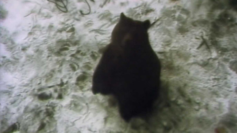 Archiv dne - 18. únor 1987: Medvěd rozsápal mladíka