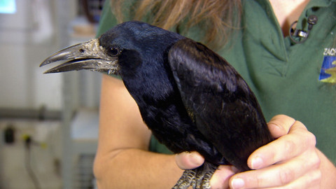 Chcete mě? - 8. února 2015