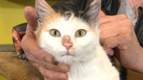 Chcete mě? - Chcete je?