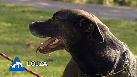 Chcete mě? - Chcete je?