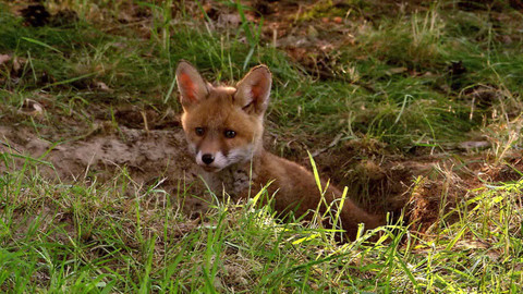 Safari z Knihy džunglí - Epizoda 13/26