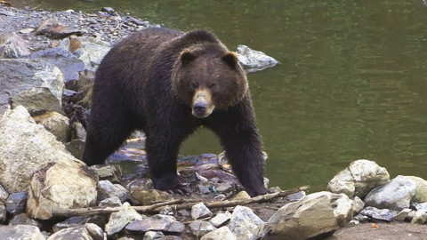 Znovuzrozená divočina Skalnatých hor: Od Yellowstonu k Yukonu - 2/4 Koridory pro medvědy grizzly