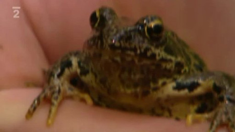 Přidej se - Zachraňme obojživelníky!