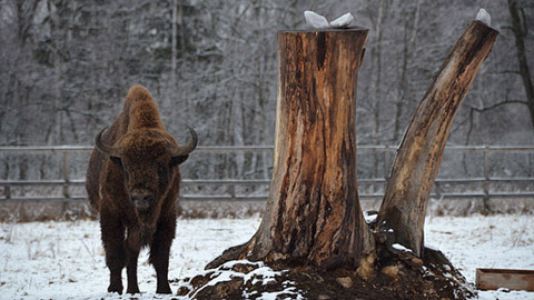 Malá farma - Bizoni a zubři