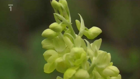 Živé srdce Evropy - Vstavač bledý