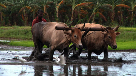 Na cestě - Na cestě po Kérale