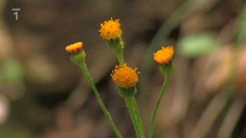 Živé srdce Evropy - Stařinec oranžový